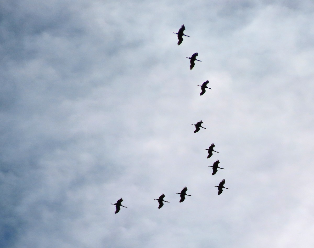 Sandhill Crane - ML624201533