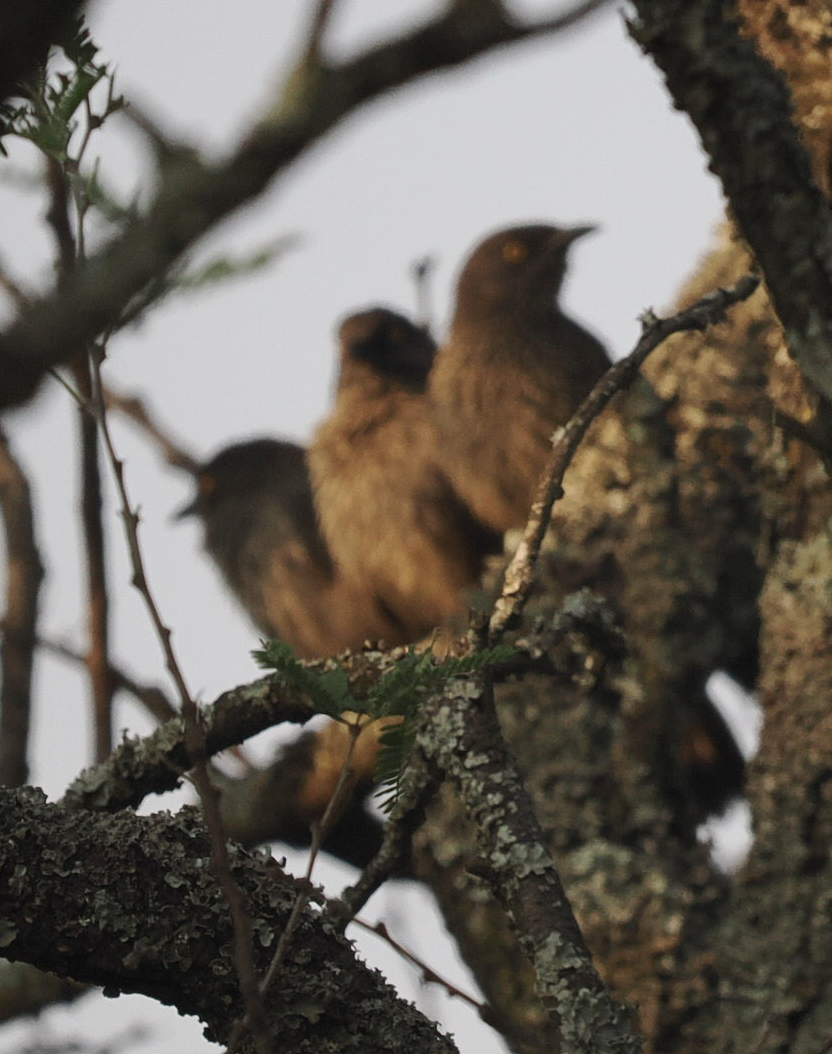 Arrow-marked Babbler - Anonymous