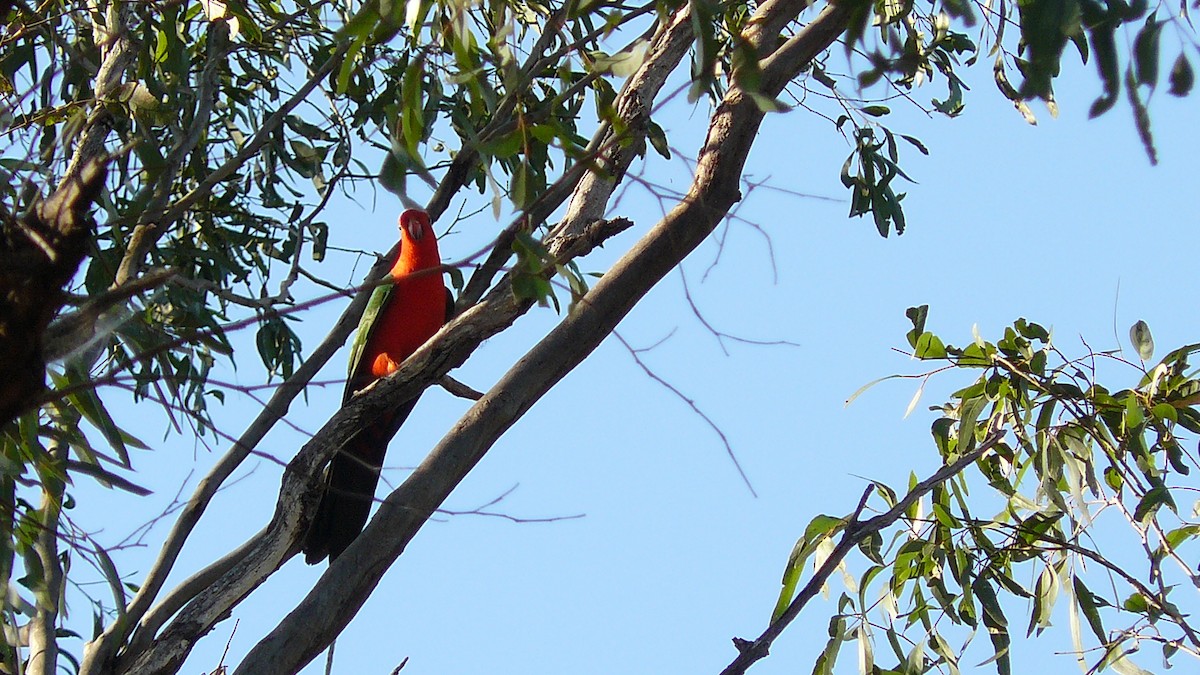 Australian King-Parrot - ML624201536