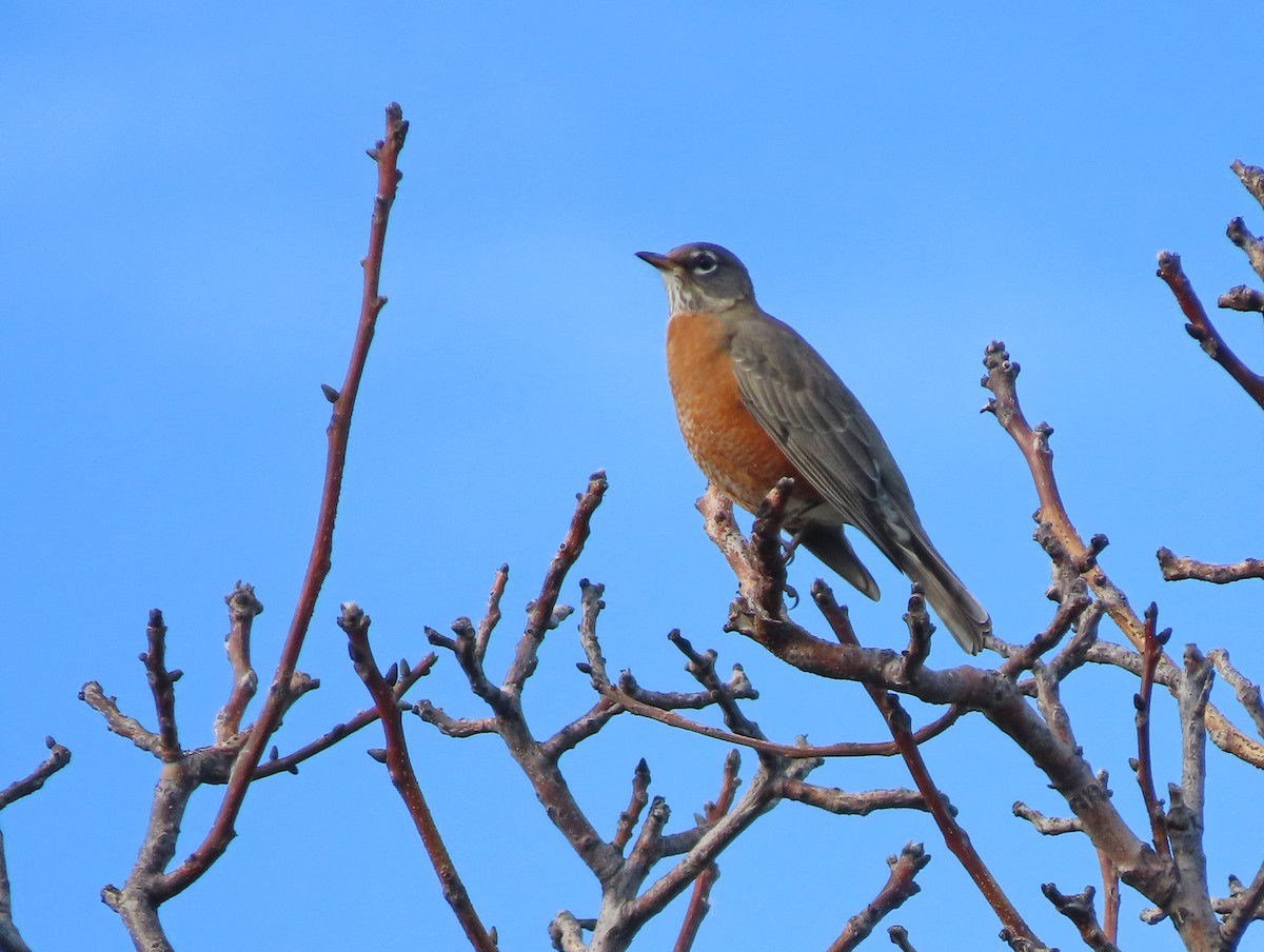 American Robin - ML624201557