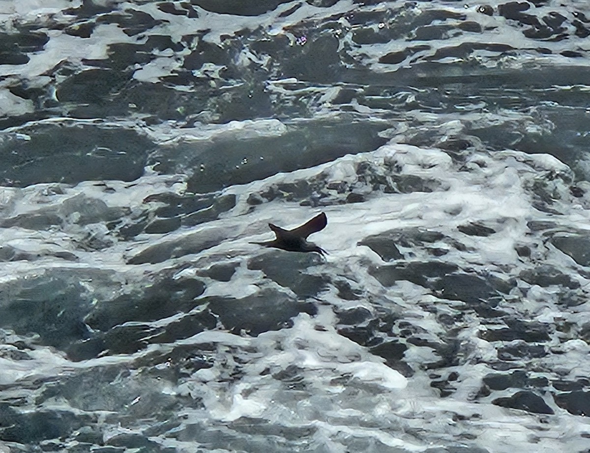 Black Noddy - Joseph payne