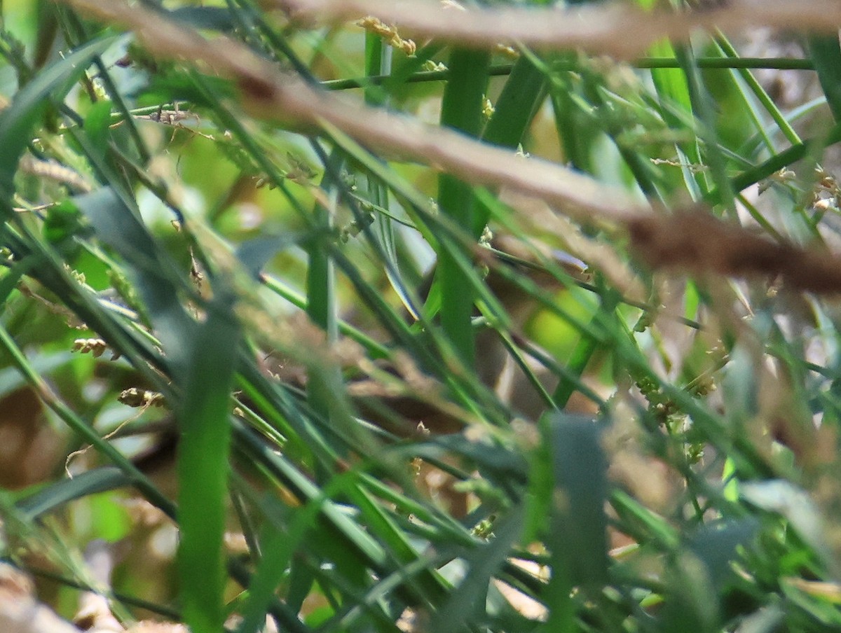 Painted Bunting - ML624201580