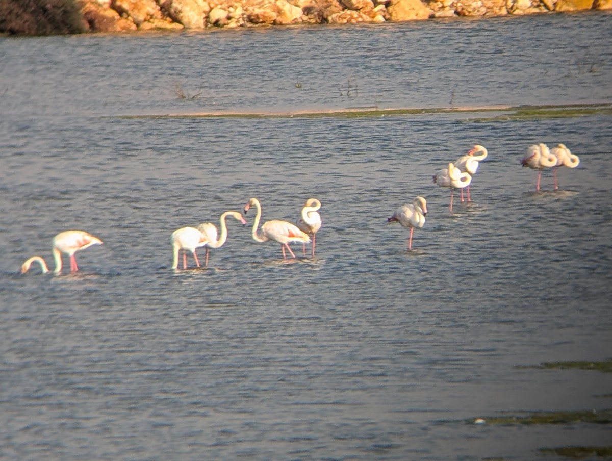 Greater Flamingo - Michael Charnoky