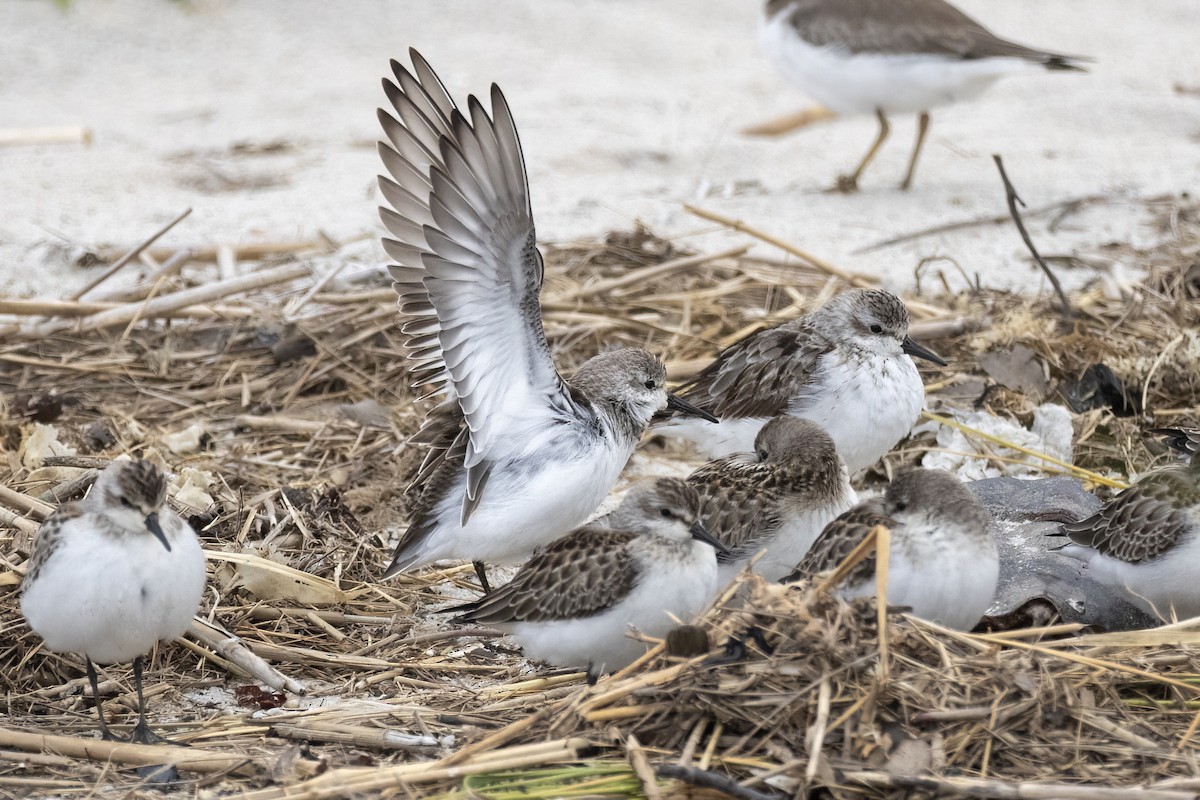 Western Sandpiper - ML624201661