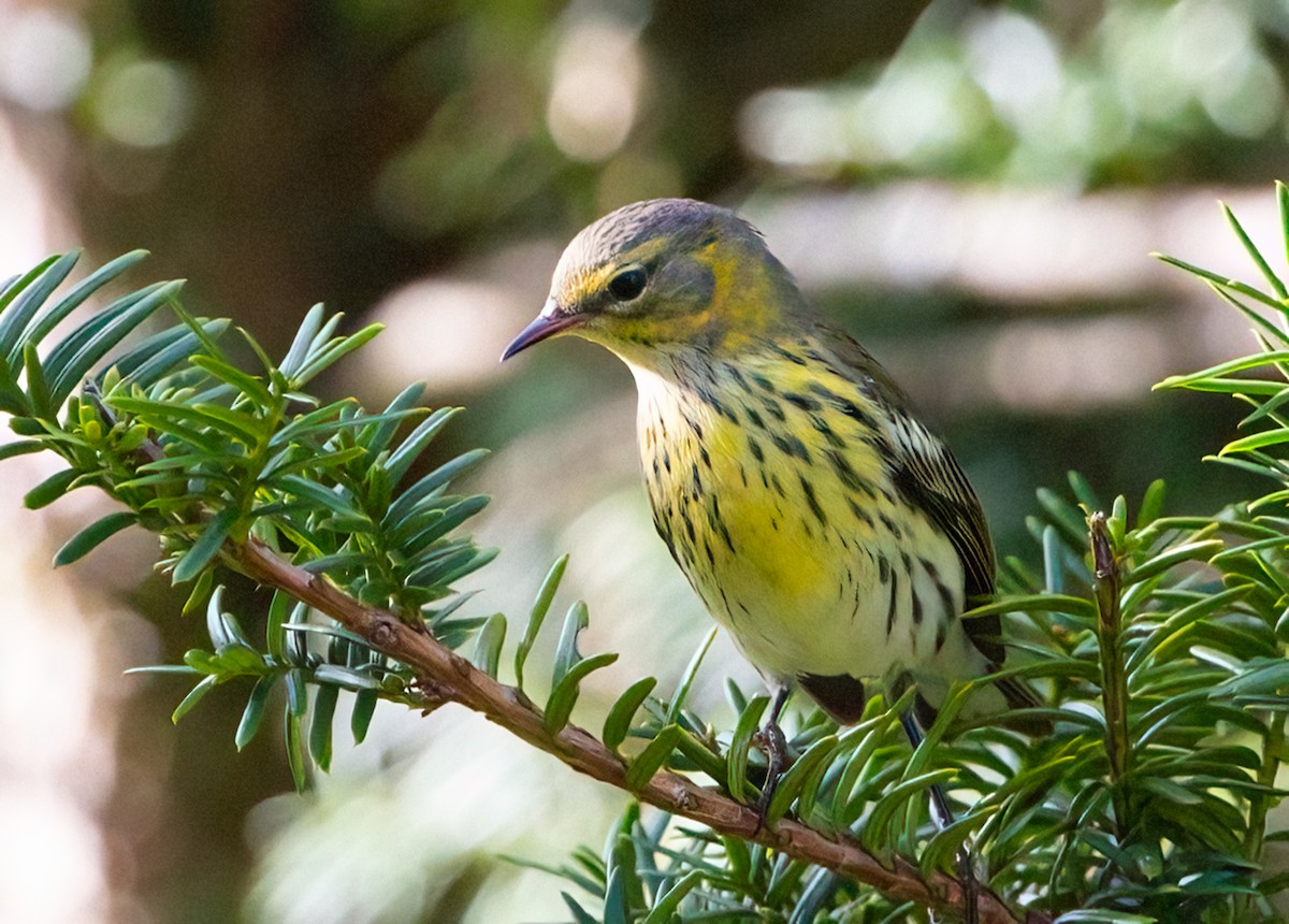 Cape May Warbler - ML624201682