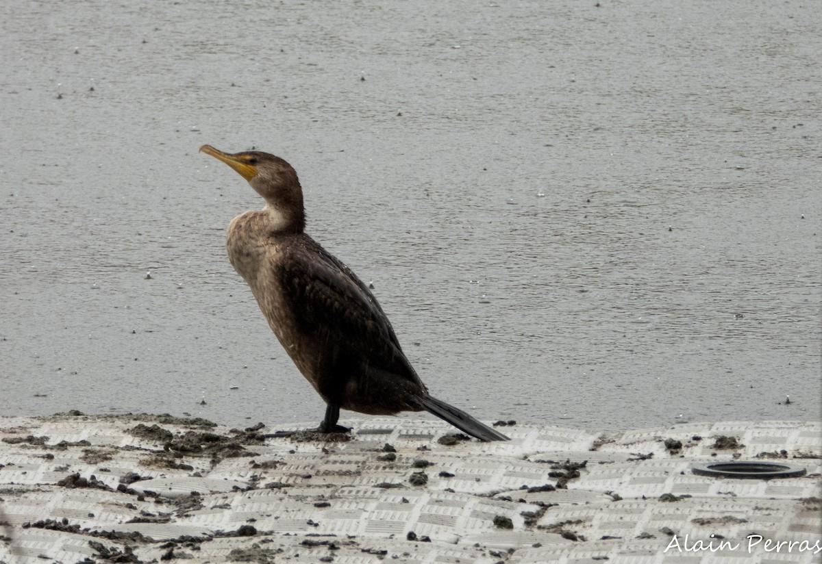 Double-crested Cormorant - ML624201685