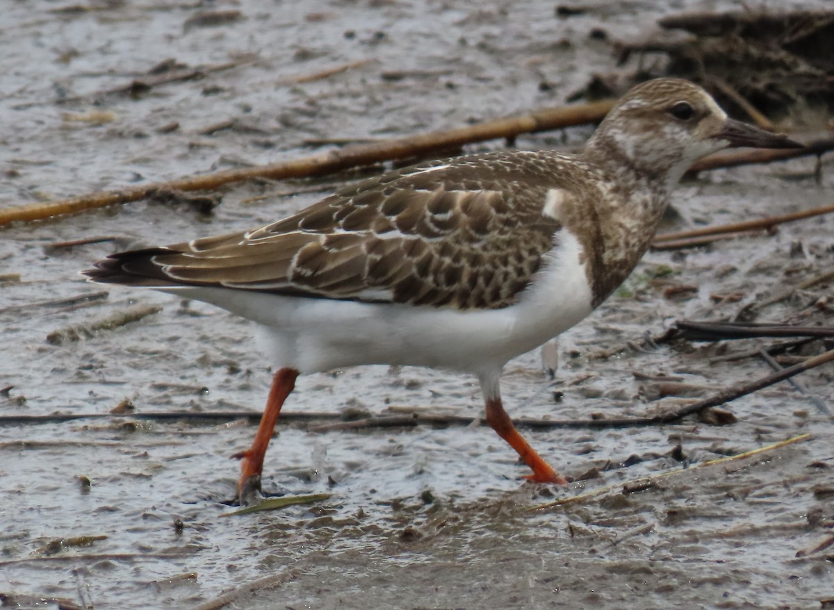 Ruddy Turnstone - ML624201707