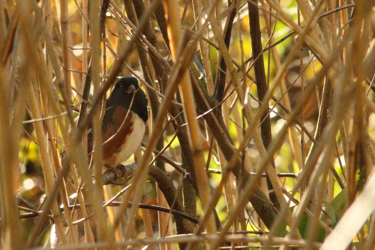 Eastern Towhee - Josh Duis