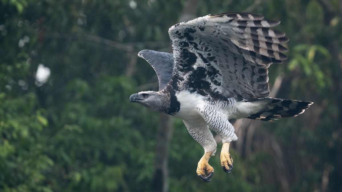 Harpy Eagle - Mathurin Malby