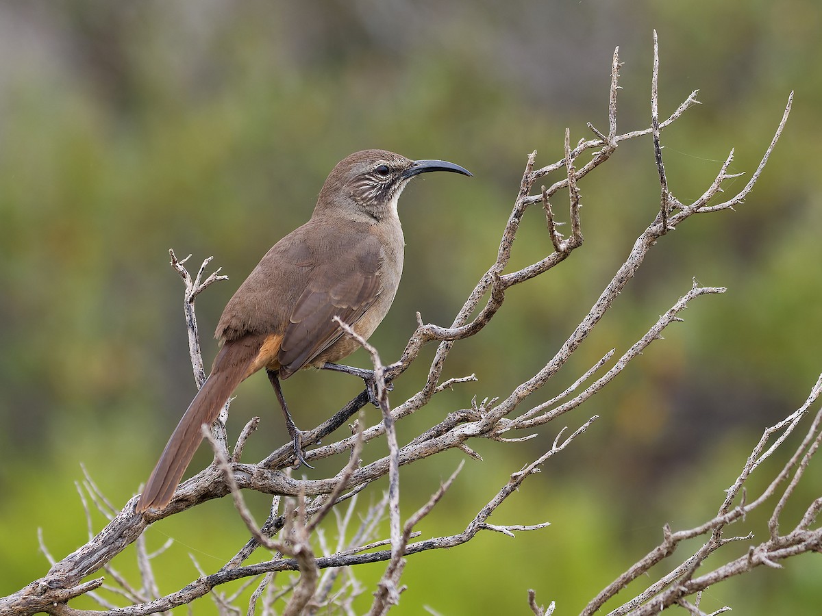 California Thrasher - ML624201774