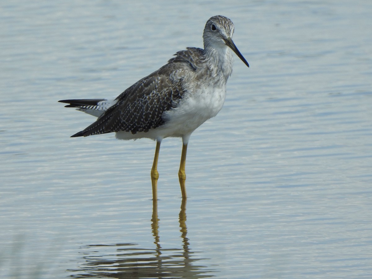 Greater Yellowlegs - ML624201775