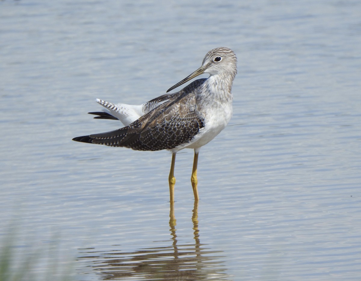 Greater Yellowlegs - ML624201776