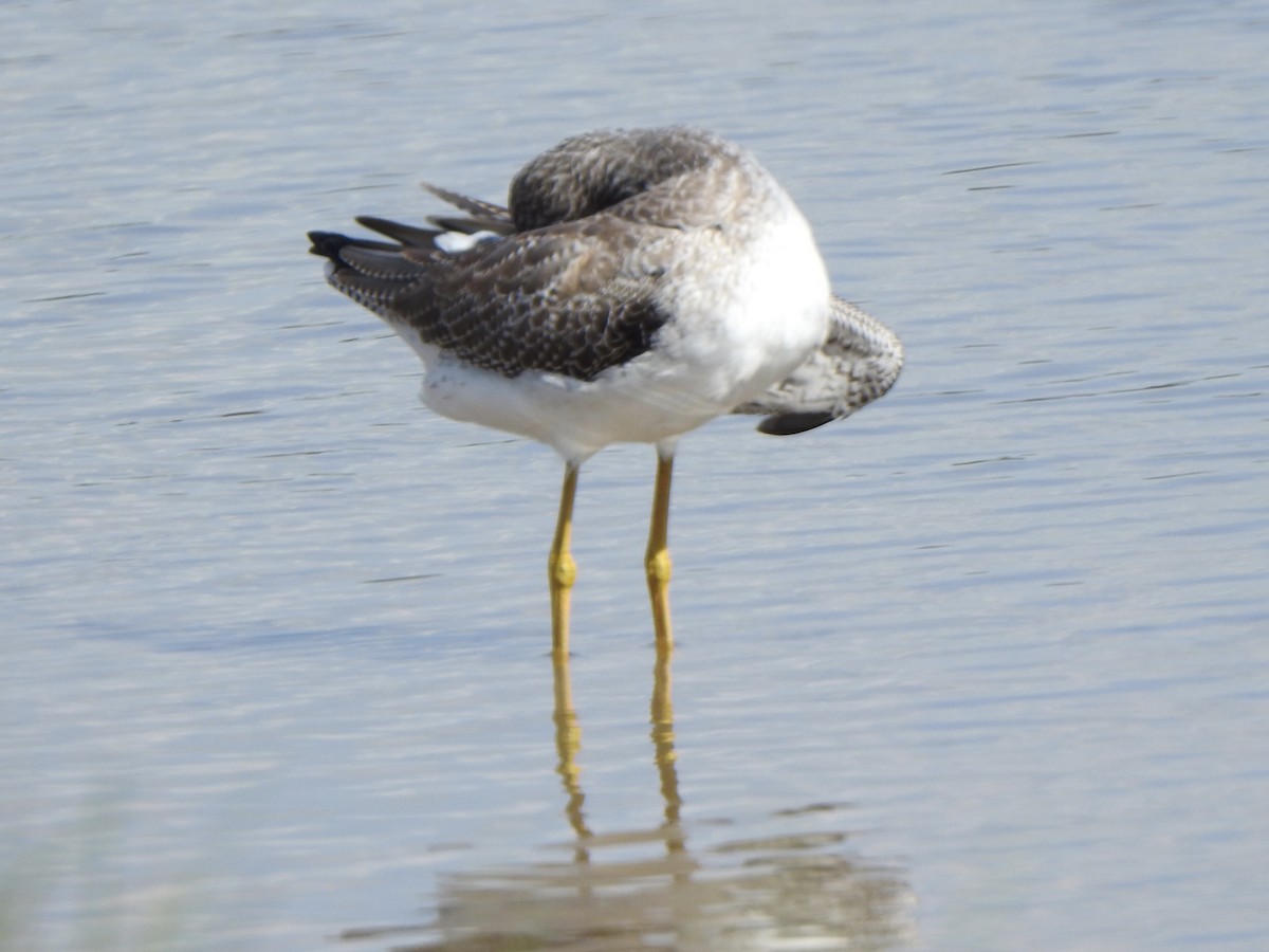 Greater Yellowlegs - ML624201778