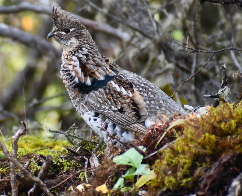 Ruffed Grouse - ML624201787