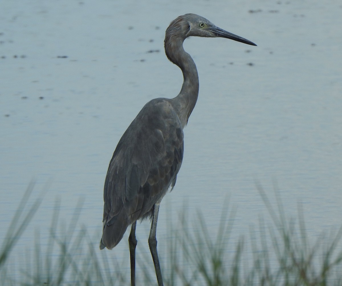 Reddish Egret - ML624201793