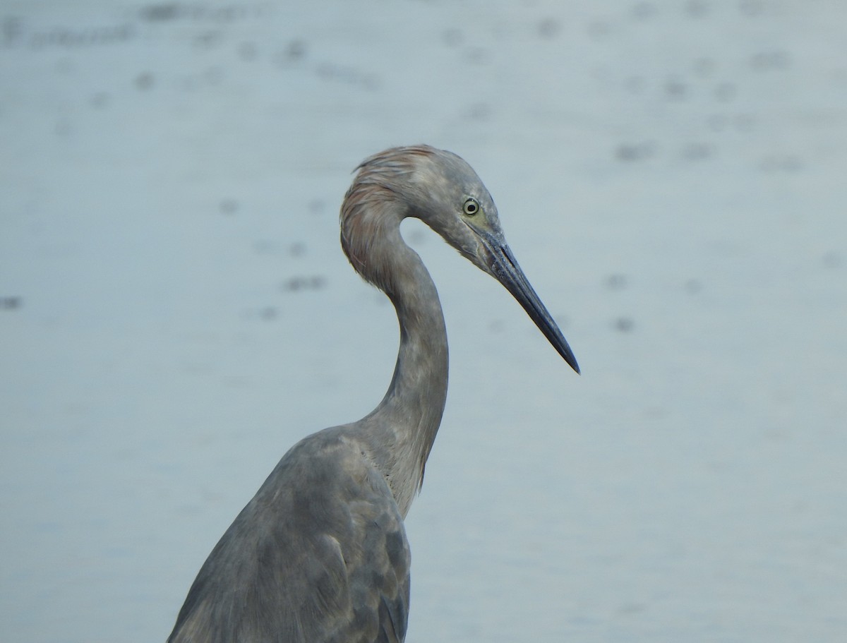 Reddish Egret - ML624201794