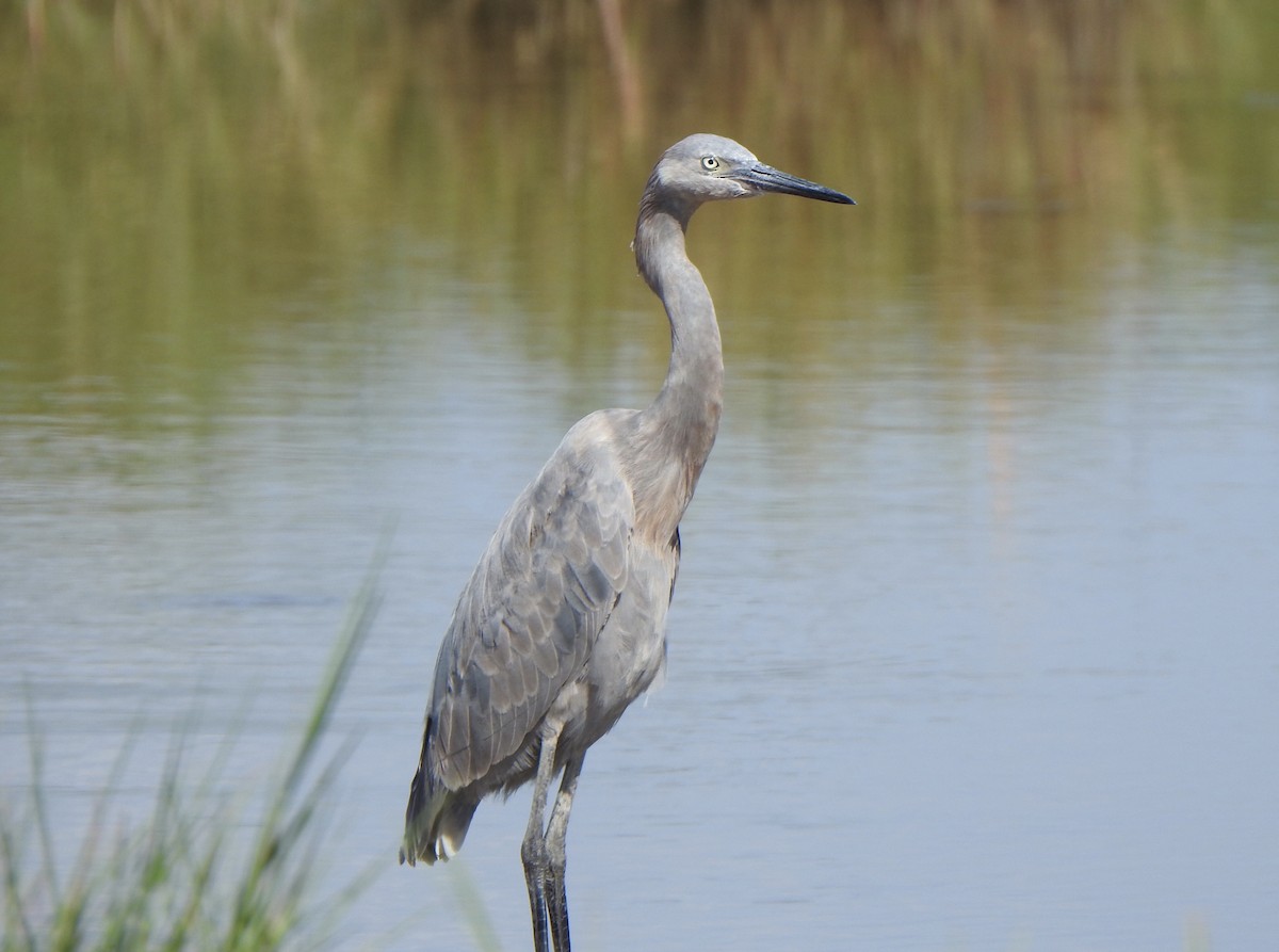 Reddish Egret - ML624201795