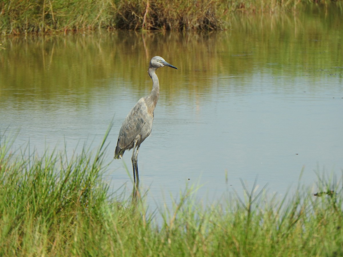 Reddish Egret - ML624201796