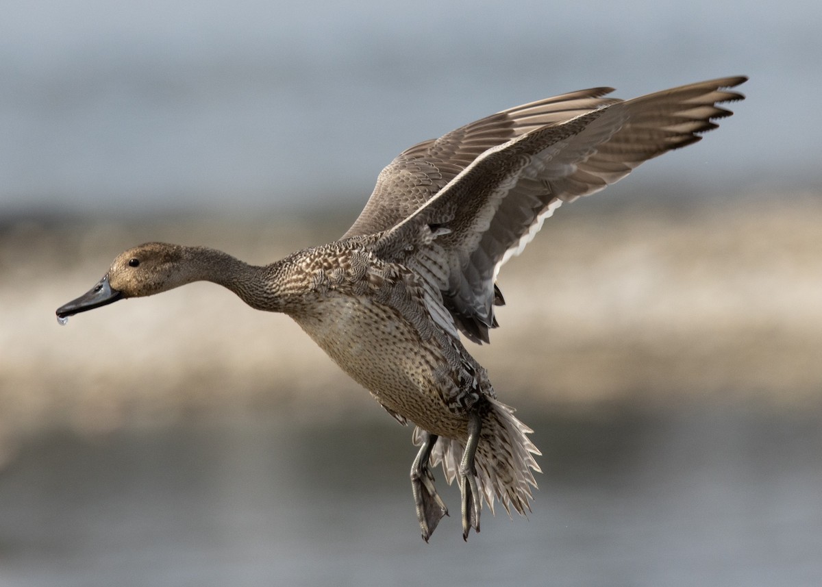 Northern Pintail - ML624201797