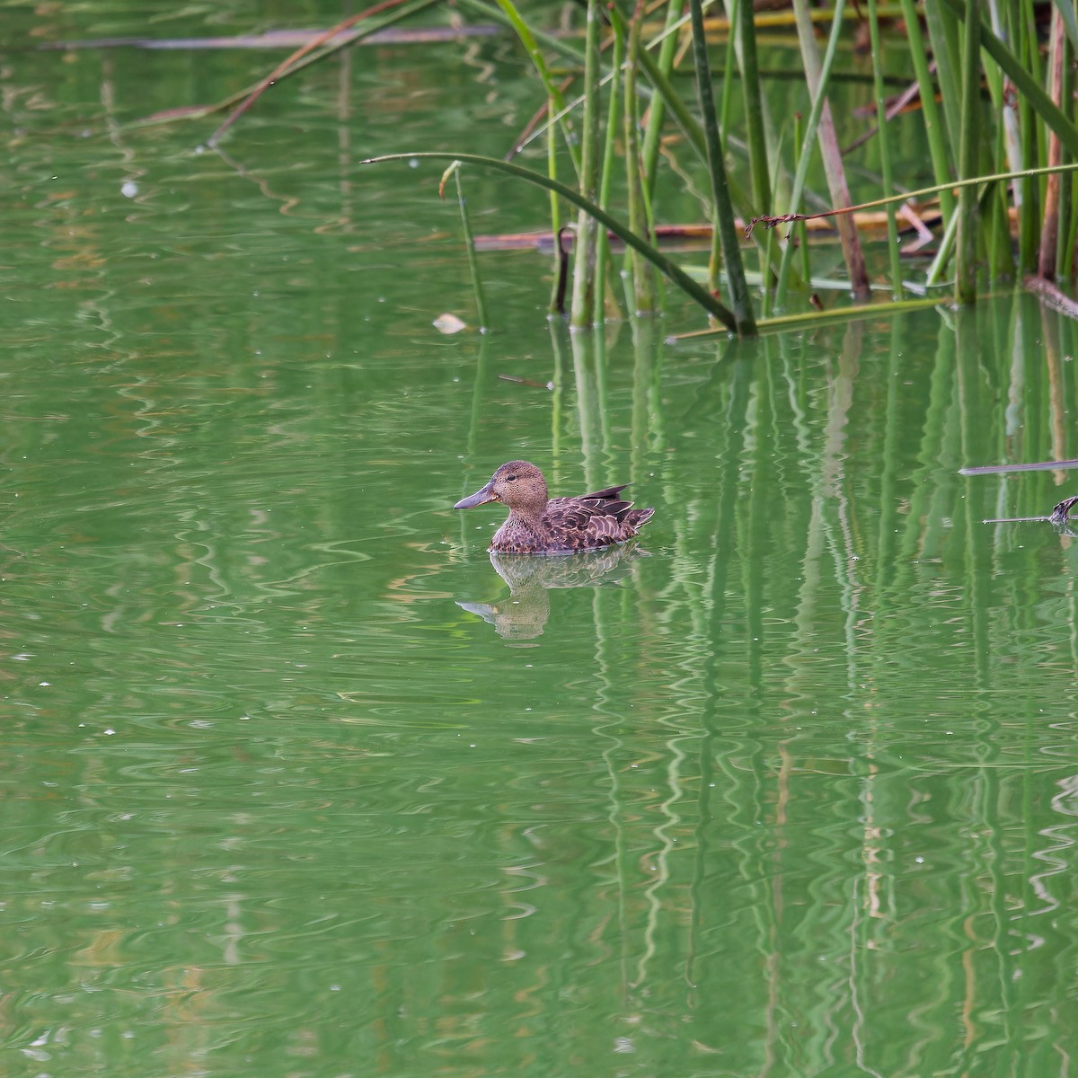 Cinnamon Teal - ML624201798