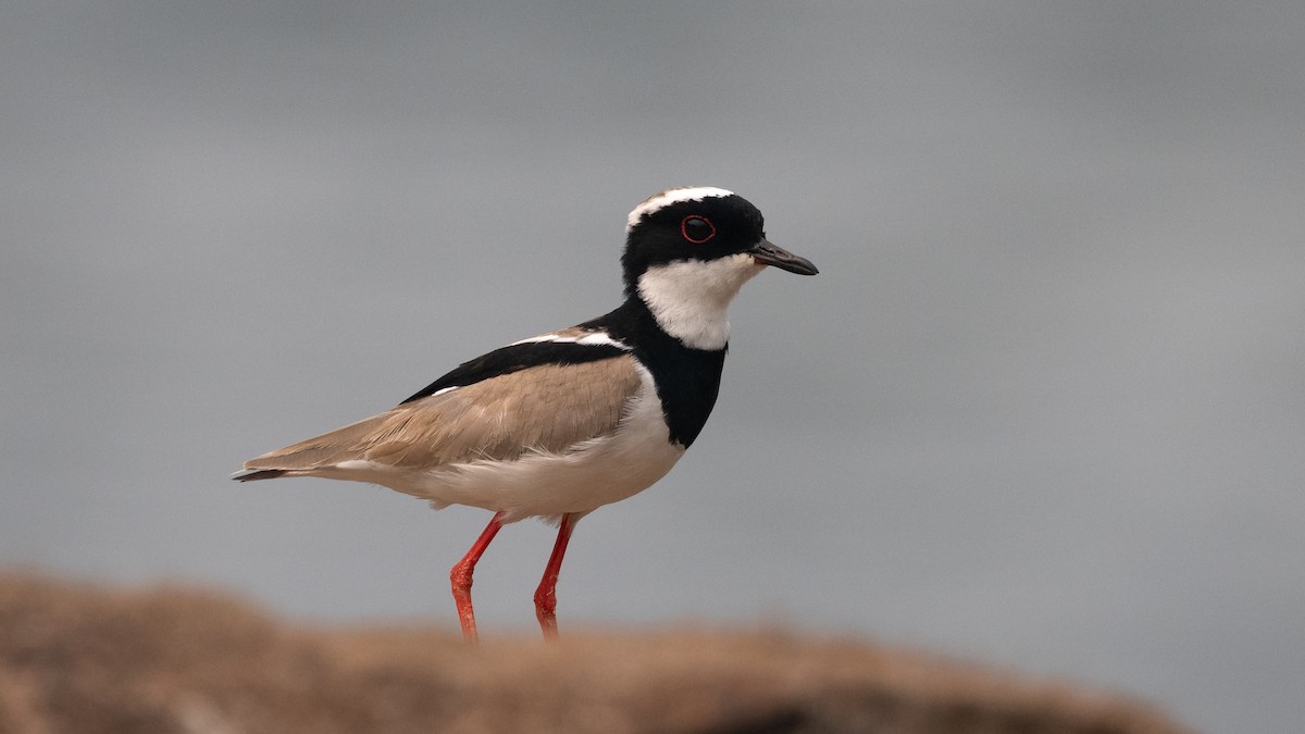 Pied Plover - ML624201800