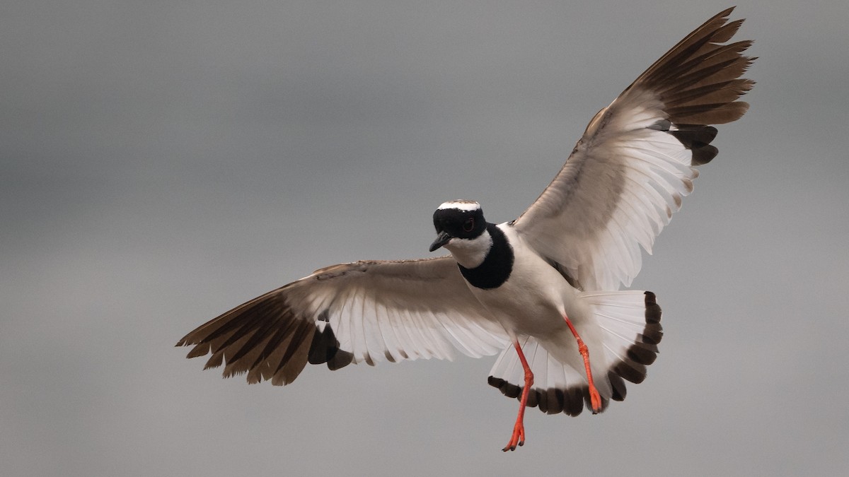 Pied Plover - ML624201801