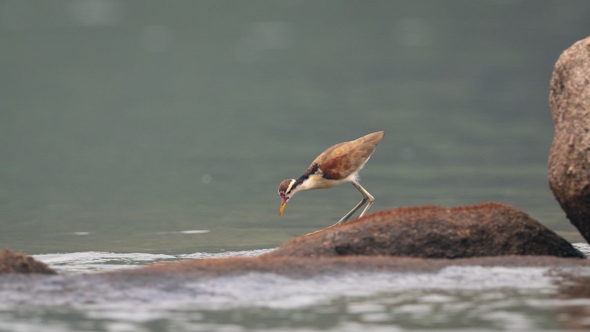 Wattled Jacana - ML624201805