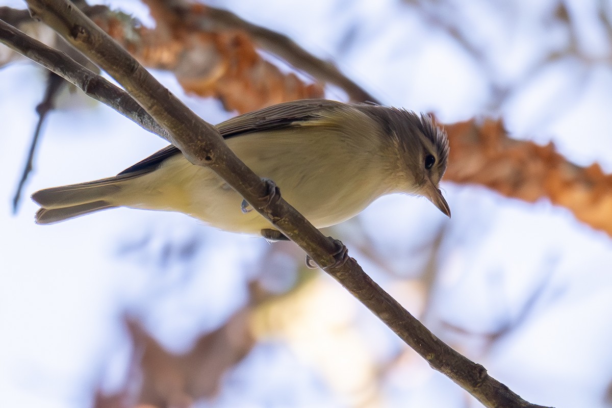 Philadelphia Vireo - ML624201806