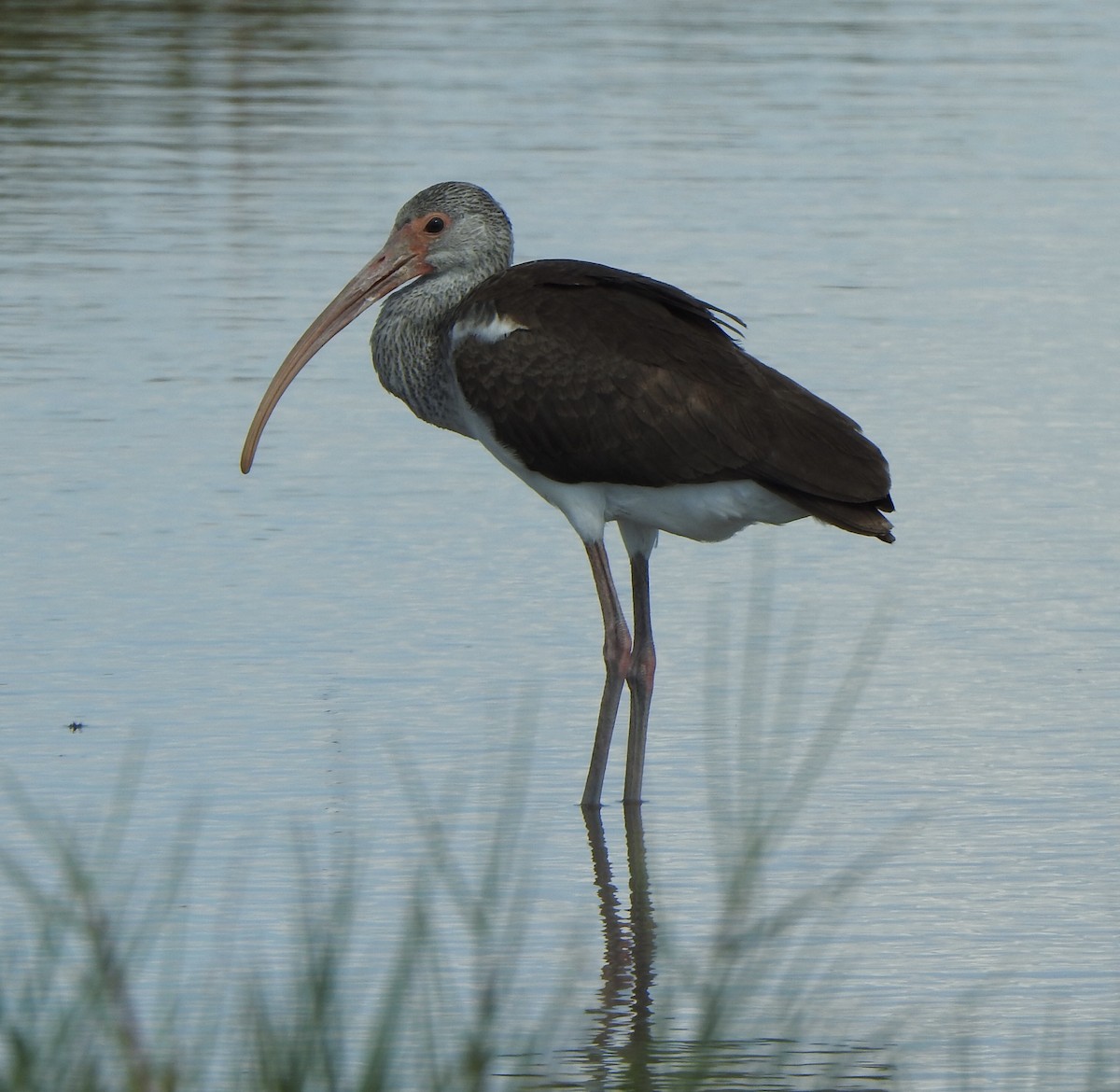 White Ibis - ML624201807