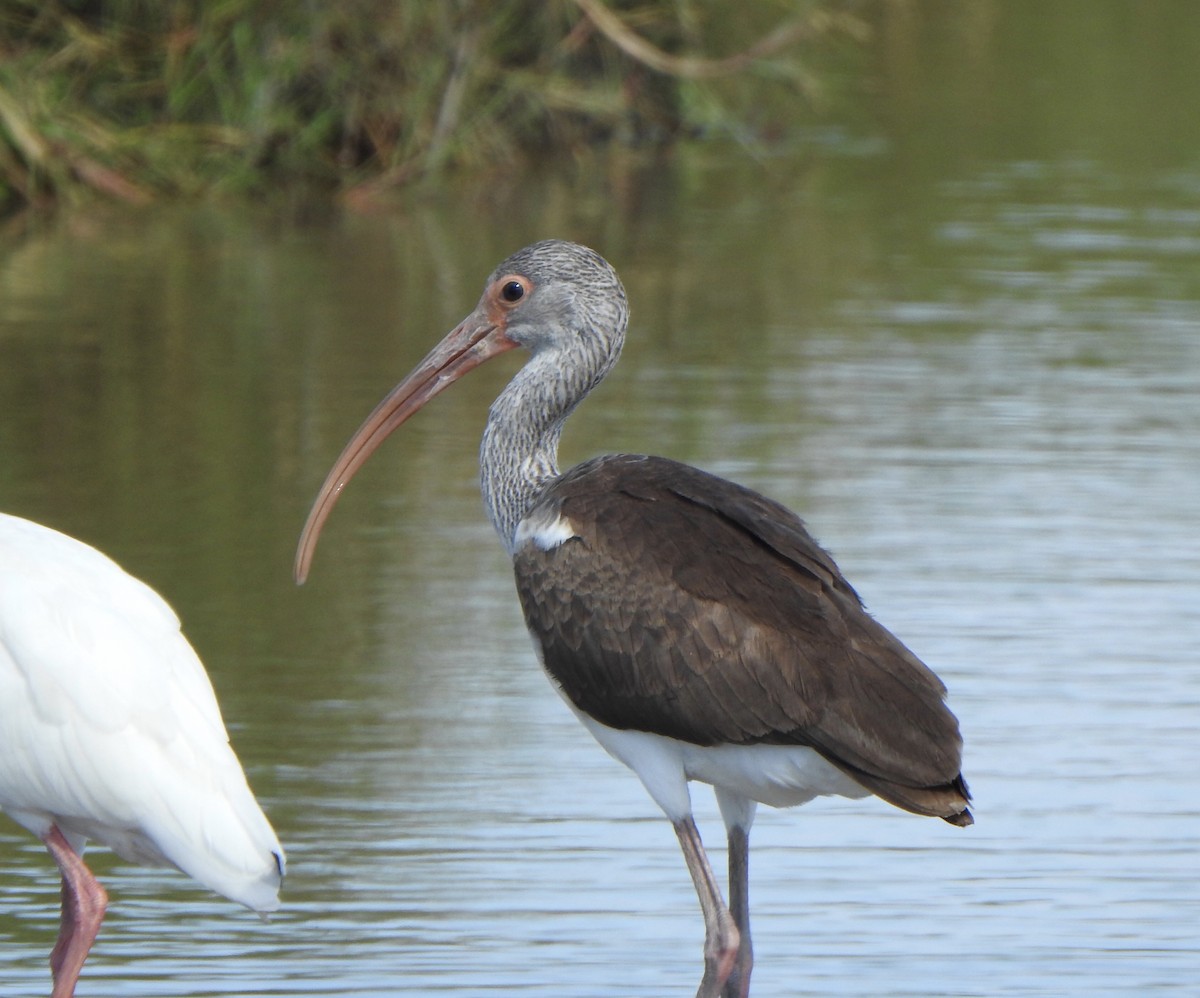 White Ibis - Anna Stalcup