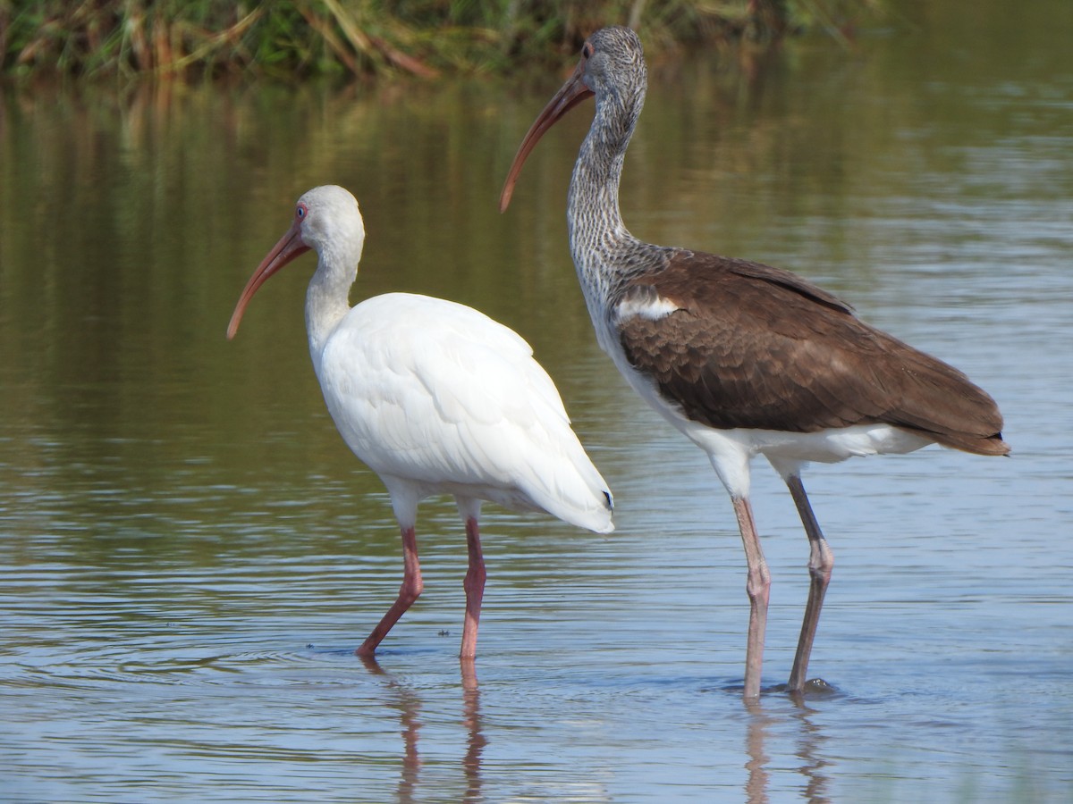 White Ibis - ML624201809