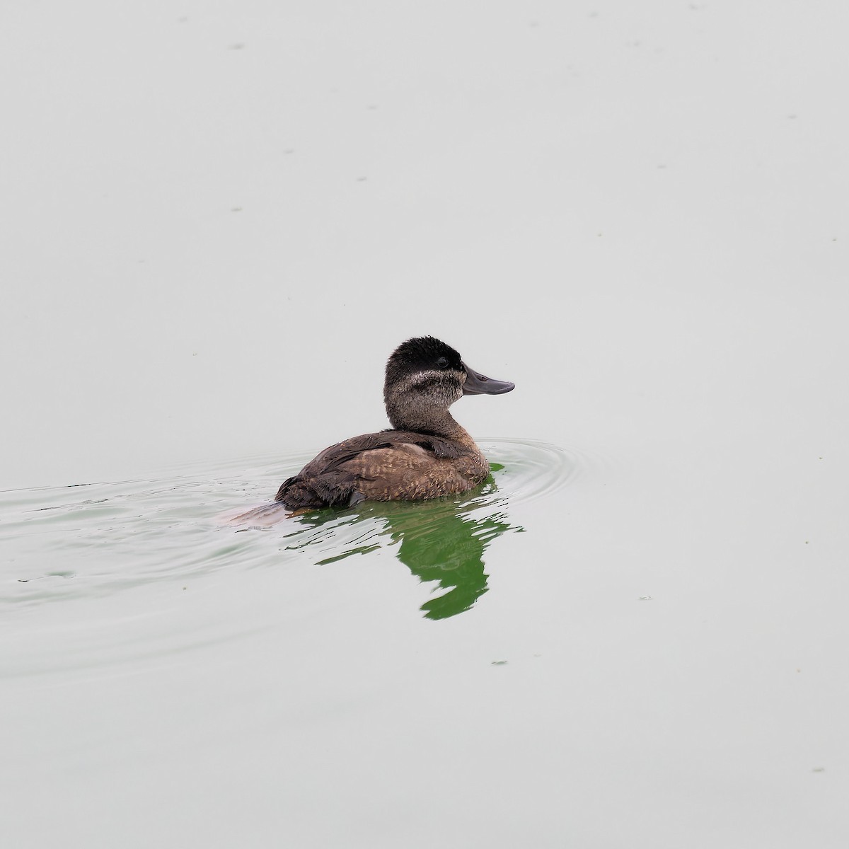 Ruddy Duck - Randy Harrod