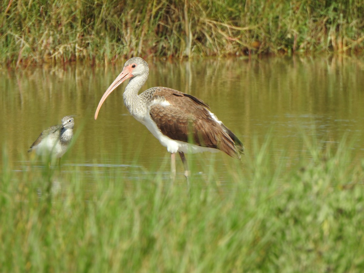 White Ibis - ML624201811