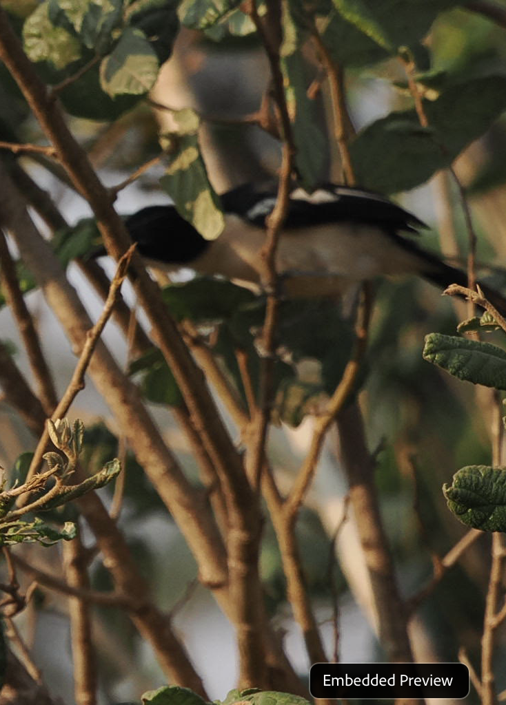 Tropical Boubou - ML624201824