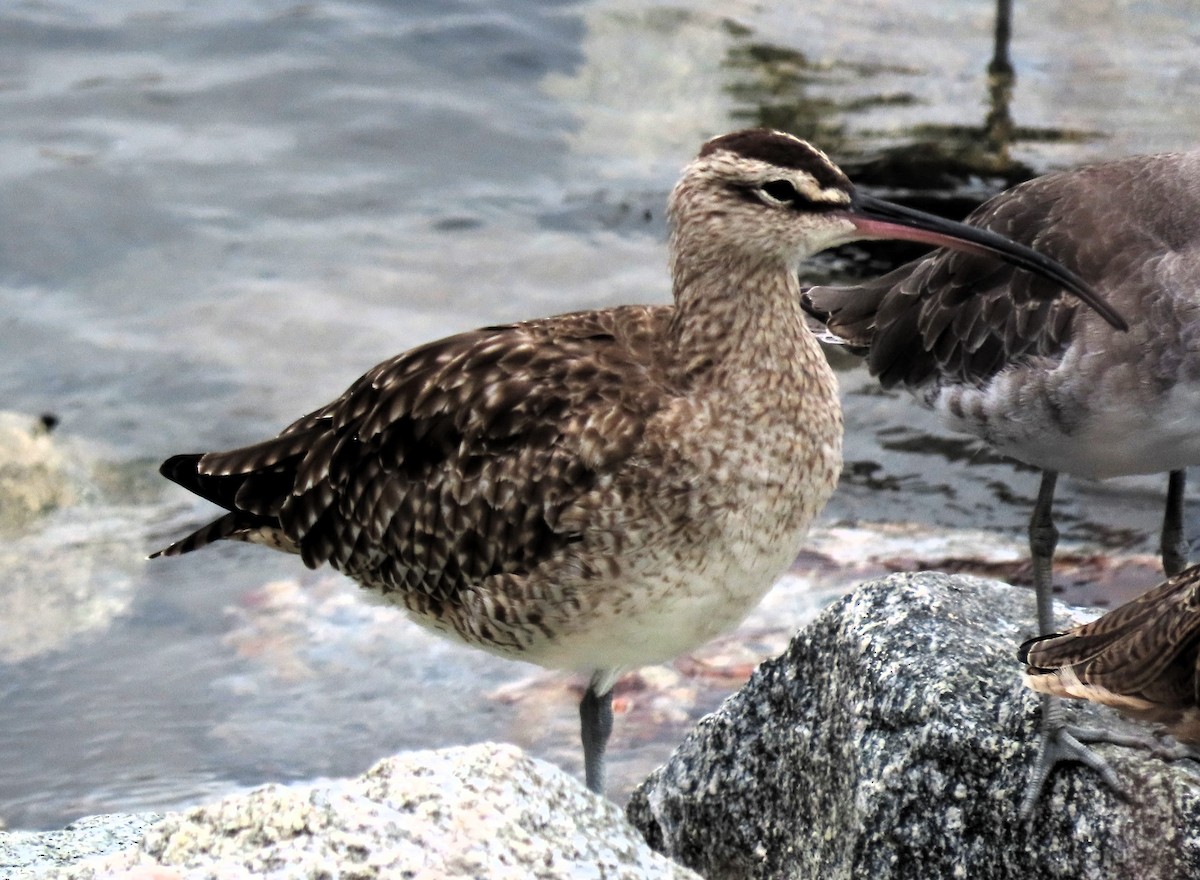 Whimbrel - ML624201825