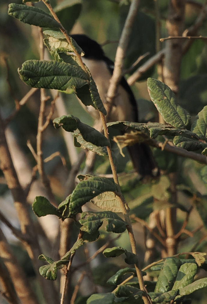 Tropical Boubou - Anonymous