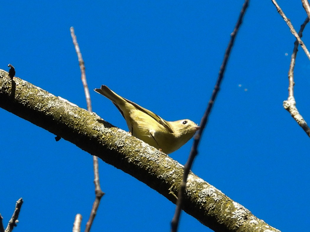 Ruby-crowned Kinglet - ML624201845