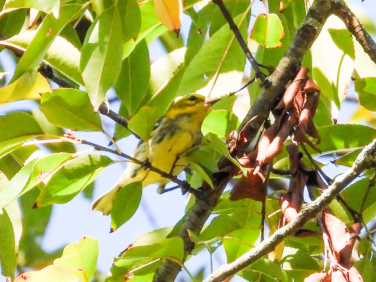 Black-throated Green Warbler - Haley Gottardo