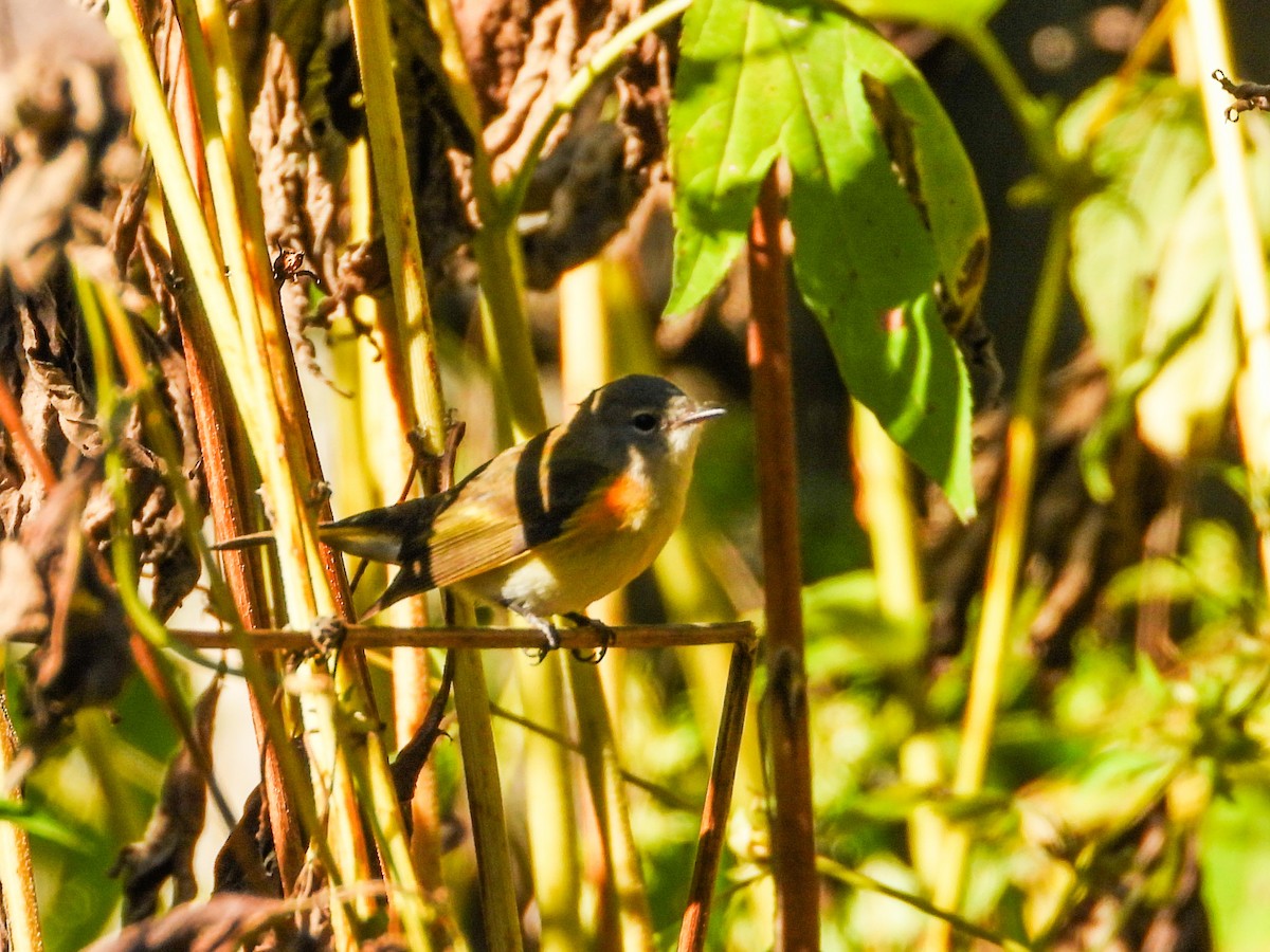 American Redstart - ML624201861