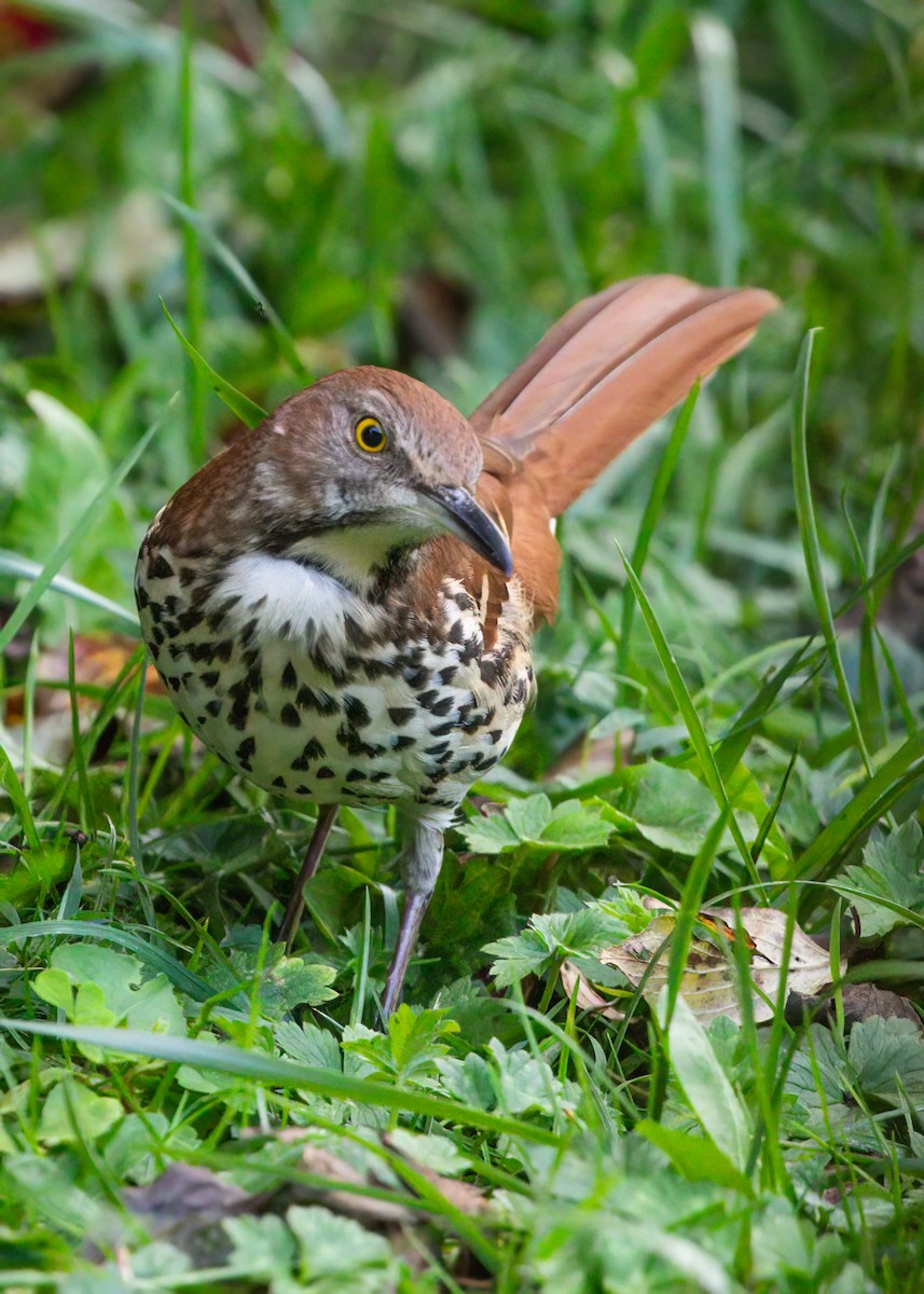 Brown Thrasher - ML624201894