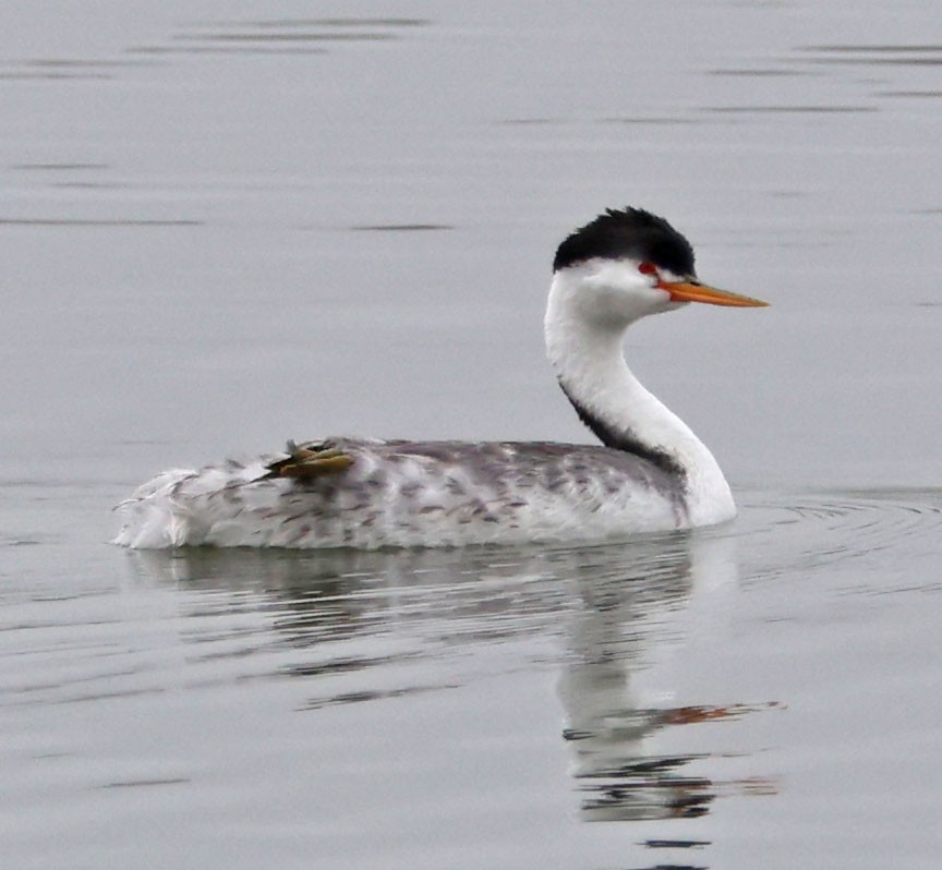 Clark's Grebe - ML624201903