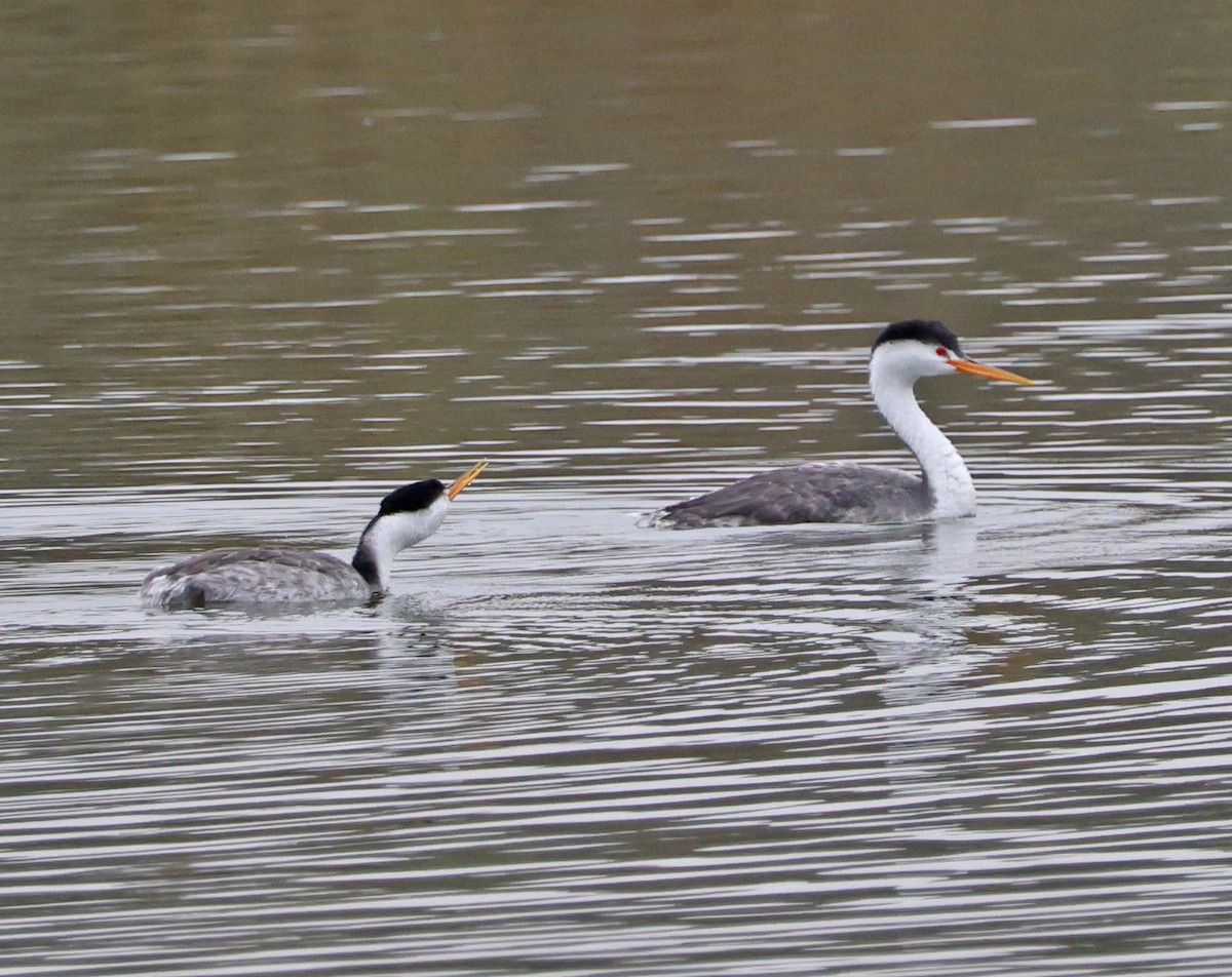 Clark's Grebe - ML624201904