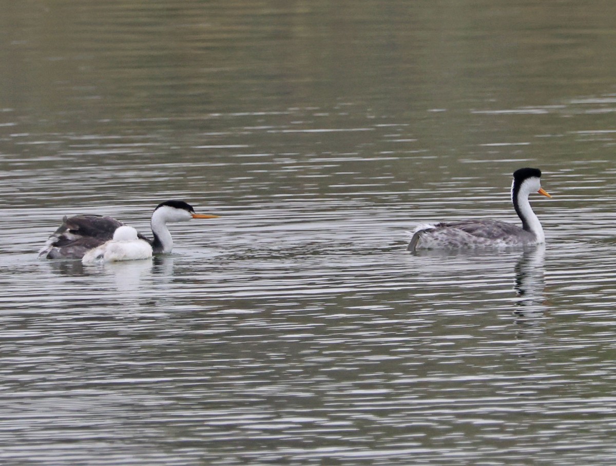 Clark's Grebe - ML624201905