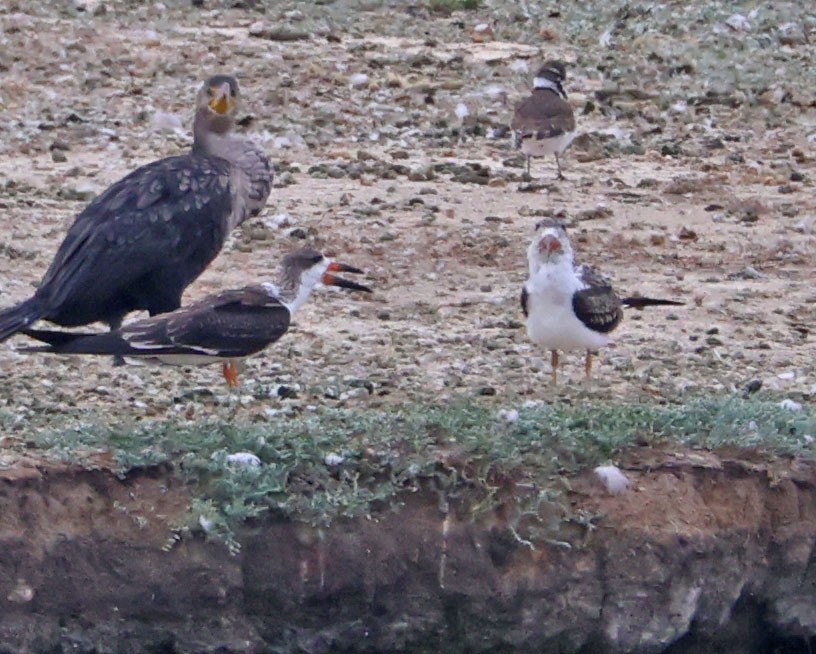 Black Skimmer - ML624201923