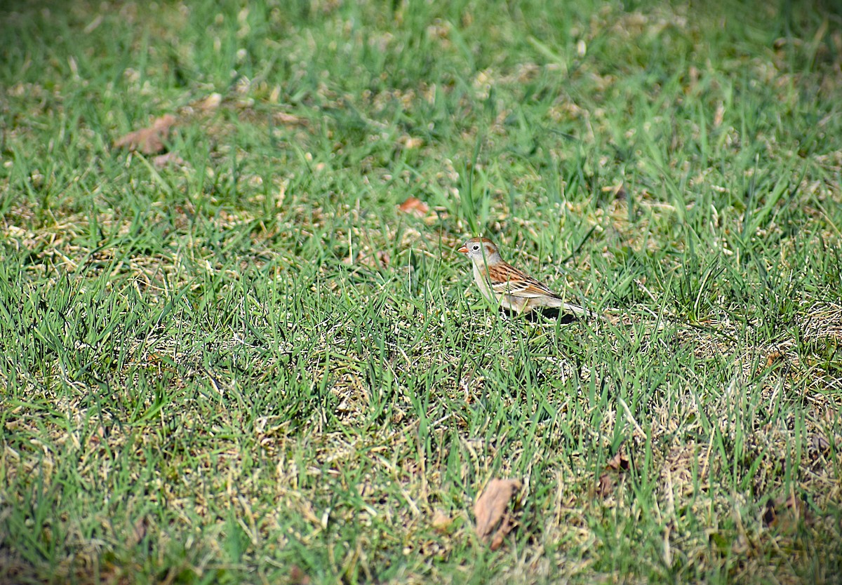 Field Sparrow - ML624201924