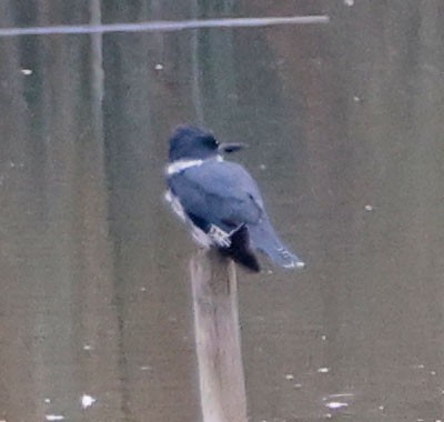 Belted Kingfisher - ML624201930