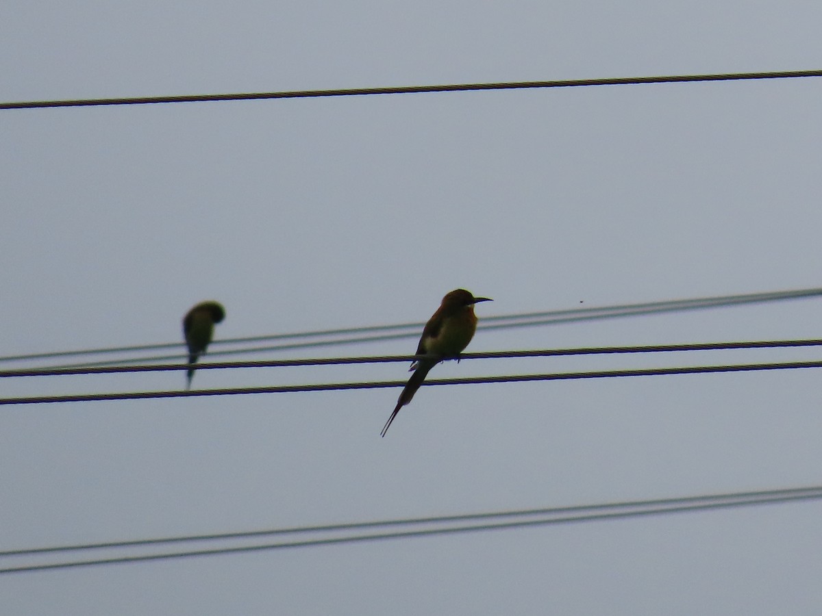 Blue-tailed Bee-eater - ML624201941