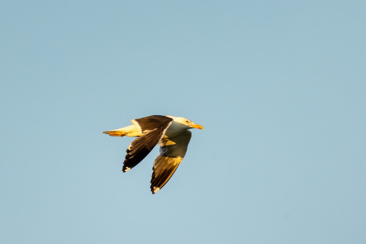 Lesser Black-backed Gull - ML624201950