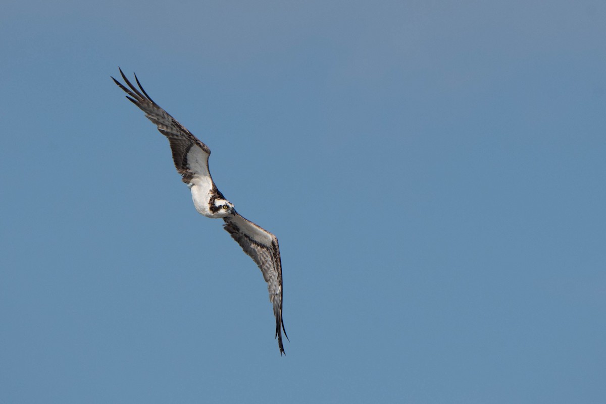 Osprey - Andrea Heine