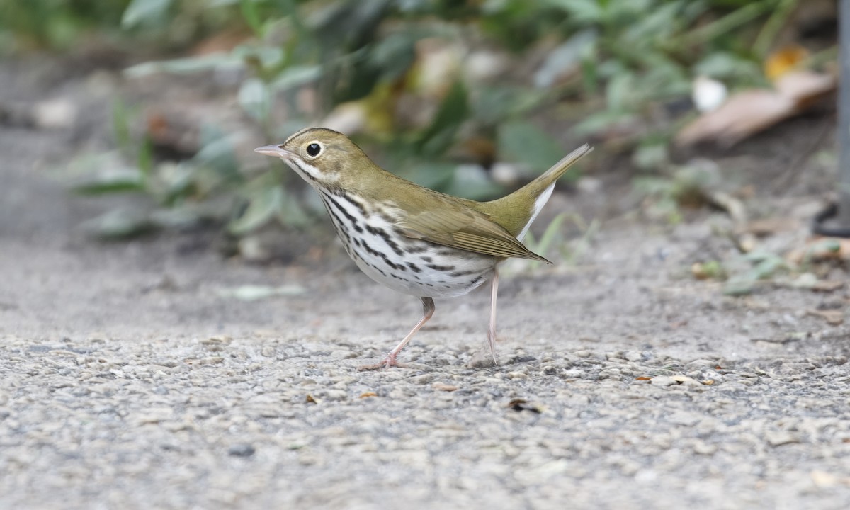 Ovenbird - ML624201954